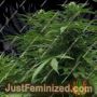 Sweet Cheese by Super CBDx Cannabis Seeds For Sale at Just Feminized