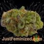 Sweet Cheese by Super CBDx Buds Weed Ganja Skunk Pot Reefer Dope Herb Pics Images