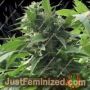 Sweet Tooth by Super CBDx Cannabis Seeds For Sale at Just Feminized