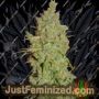 Amnesia by SuperStrains Cannabis Seeds For Sale at Just Feminized