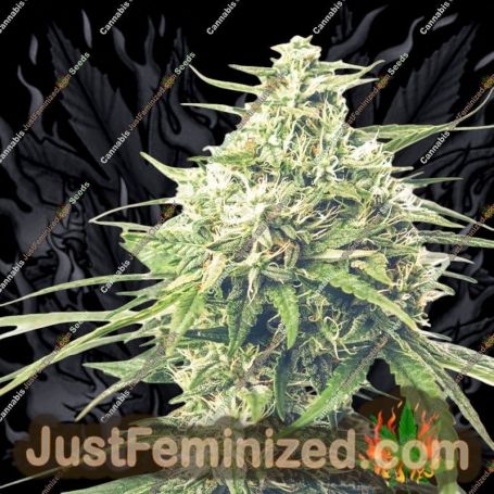 Saga by SuperStrains Cannabis Seeds For Sale at Just Feminized