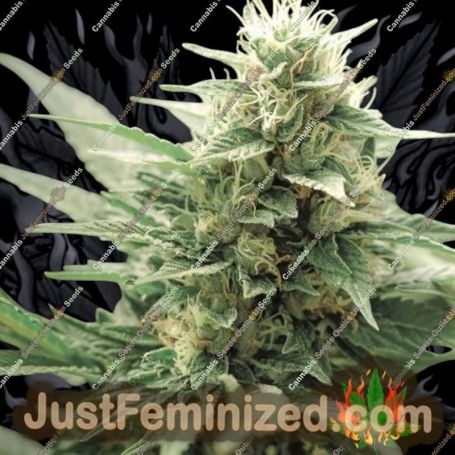 Eden by SuperStrains Cannabis Seeds For Sale at Just Feminized