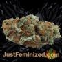 Eden by SuperStrains Buds Weed Ganja Skunk Pot Reefer Dope Herb Pics Images