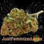 Eden by SuperStrains Buds Weed Ganja Skunk Pot Reefer Dope Herb Pics Images