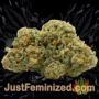 Eden by SuperStrains Buds Weed Ganja Skunk Pot Reefer Dope Herb Pics Images