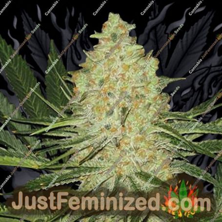 El Cucaracha by SuperStrains Cannabis Seeds For Sale at Just Feminized