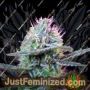 Speed + Auto by Sweet Seeds Cannabis Seeds For Sale at Just Feminized