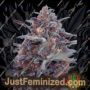 Devil Cream Auto by Sweet Seeds Cannabis Seeds For Sale at Just Feminized