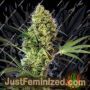 Big Devil Auto by Sweet Seeds Cannabis Seeds For Sale at Just Feminized