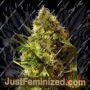 Big Devil No.2 Auto by Sweet Seeds Cannabis Seeds For Sale at Just Feminized