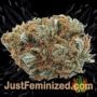 Big Devil No.2 Auto by Sweet Seeds Buds Weed Ganja Skunk Pot Reefer Dope Herb Pics Images