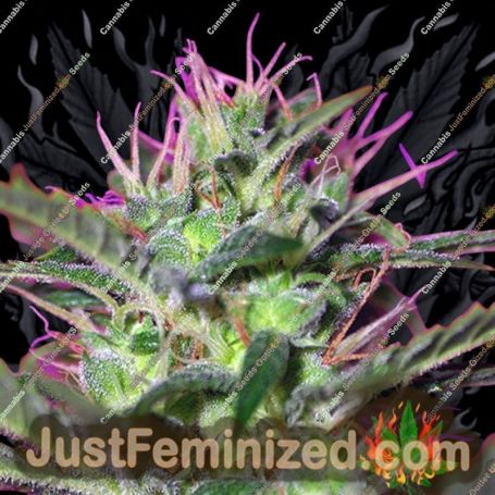Botafumeiros by Sweet Seeds Cannabis Seeds For Sale at Just Feminized
