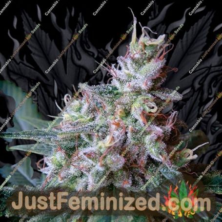 Cream Caramel Auto by Sweet Seeds Cannabis Seeds For Sale at Just Feminized