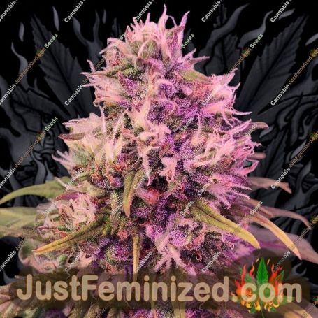 Cream Caramel by Sweet Seeds Cannabis Seeds For Sale at Just Feminized
