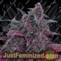 Dark Devil Auto by Sweet Seeds Cannabis Seeds For Sale at Just Feminized