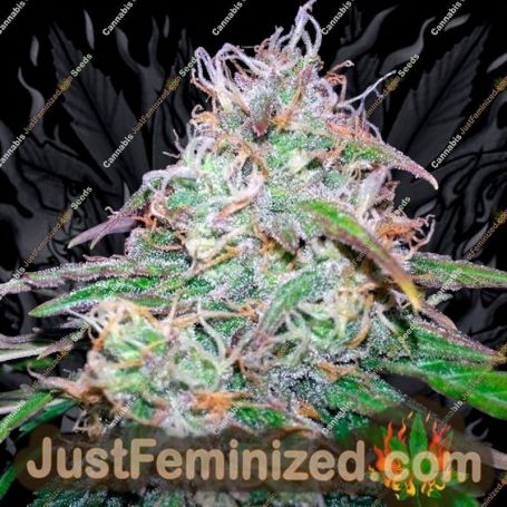 Fast Bud No.2 Auto by Sweet Seeds Cannabis Seeds For Sale at Just Feminized