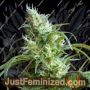 Flash Back No.2 by Sweet Seeds Cannabis Seeds For Sale at Just Feminized