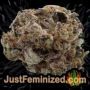 Flash Back No.2 by Sweet Seeds Buds Weed Ganja Skunk Pot Reefer Dope Herb Pics Images
