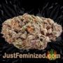 Flash Back No.2 by Sweet Seeds Buds Weed Ganja Skunk Pot Reefer Dope Herb Pics Images
