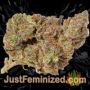 Flash Back No.2 by Sweet Seeds Buds Weed Ganja Skunk Pot Reefer Dope Herb Pics Images