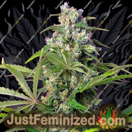 Gorilla Girl F1 by Sweet Seeds Cannabis Seeds For Sale at Just Feminized