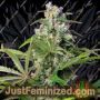 Gorilla Girl F1 by Sweet Seeds Cannabis Seeds For Sale at Just Feminized