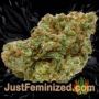 Gorilla Girl F1 by Sweet Seeds Buds Weed Ganja Skunk Pot Reefer Dope Herb Pics Images
