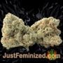Gorilla Girl F1 by Sweet Seeds Buds Weed Ganja Skunk Pot Reefer Dope Herb Pics Images