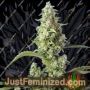 Gorilla Girl XL Auto by Sweet Seeds Cannabis Seeds For Sale at Just Feminized