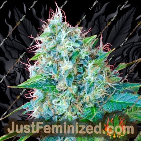 Green Poison by Sweet Seeds Cannabis Seeds For Sale at Just Feminized