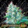 Green Poison by Sweet Seeds Cannabis Seeds For Sale at Just Feminized