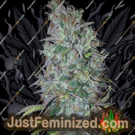 Blue Dream by BC Bud Depot Cannabis Seeds For Sale at Just Feminized