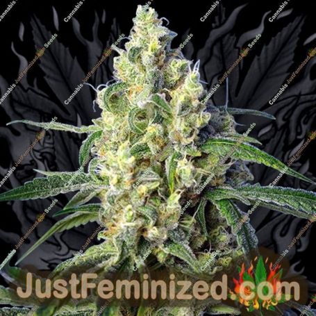 Green Poison by Sweet Seeds Cannabis Seeds For Sale at Just Feminized