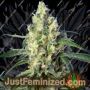 Green Poison by Sweet Seeds Cannabis Seeds For Sale at Just Feminized