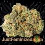 Green Poison by Sweet Seeds Buds Weed Ganja Skunk Pot Reefer Dope Herb Pics Images