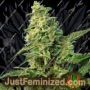Green Poison by Sweet Seeds Cannabis Seeds For Sale at Just Feminized