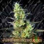 NYC Diesel (Ice Cool) by Sweet Seeds Cannabis Seeds For Sale at Just Feminized