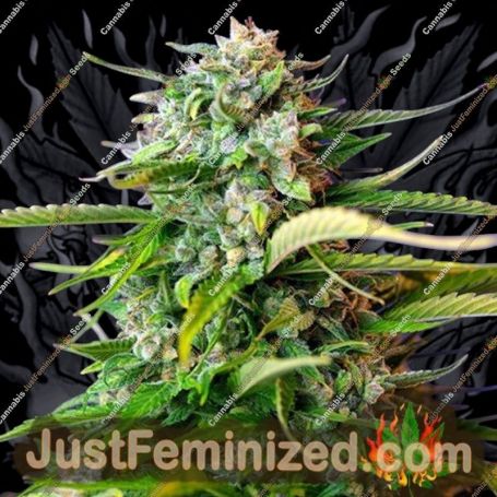Jack 47 by Sweet Seeds Cannabis Seeds For Sale at Just Feminized