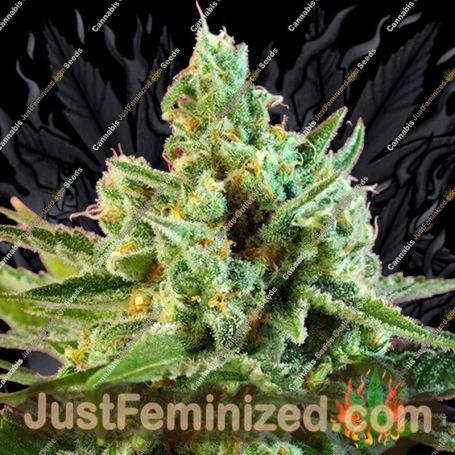 S.A.D. by Sweet Seeds Cannabis Seeds For Sale at Just Feminized