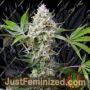 Amnesia Haze XL Auto by Sweet Seeds Cannabis Seeds For Sale at Just Feminized