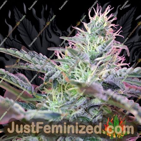 Cheese Auto by Sweet Seeds Cannabis Seeds For Sale at Just Feminized