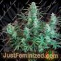 Gelato Auto by Sweet Seeds Cannabis Seeds For Sale at Just Feminized