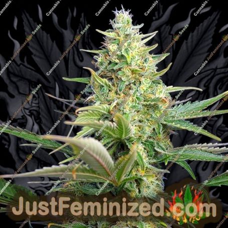 Pure Auto by Sweet Seeds Cannabis Seeds For Sale at Just Feminized