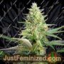 Pure Auto by Sweet Seeds Cannabis Seeds For Sale at Just Feminized