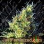 Pure by Sweet Seeds Cannabis Seeds For Sale at Just Feminized