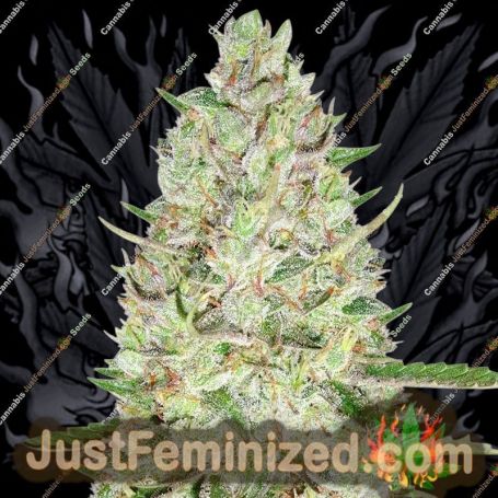 Skunk Auto by Sweet Seeds Cannabis Seeds For Sale at Just Feminized