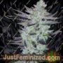 Deliquent OG by BC Bud Depot Cannabis Seeds For Sale at Just Feminized