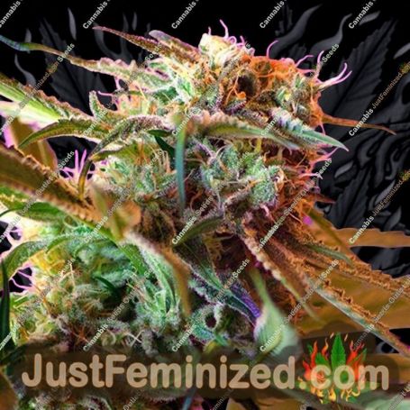 Wild Rose by Sweet Seeds Cannabis Seeds For Sale at Just Feminized