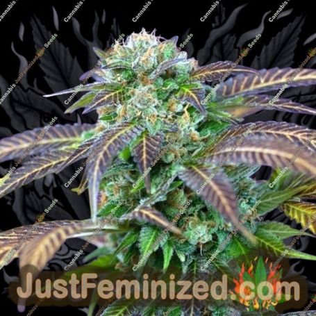 Alchemy by TGA Seeds Cannabis Seeds For Sale at Just Feminized