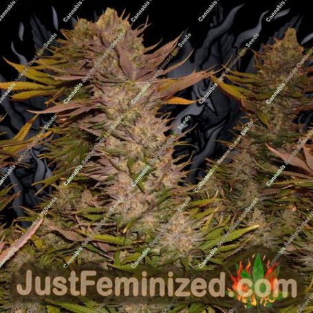 Cheesequake by TGA Seeds Cannabis Seeds For Sale at Just Feminized